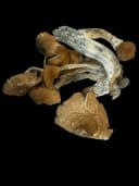 Tidal Wave Magic Mushrooms $5/G view 1