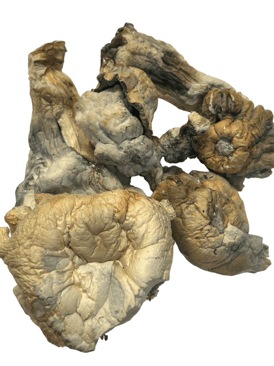 Shatki Blue Mutant Magic Mushrooms $5/G — premium mushrooms at Mohawk Medibles Canada